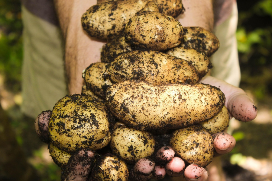 Fresh Végétal